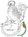 Dieren_43.jpg (32795 bytes)