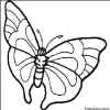 vlinder.jpg (82870 bytes)